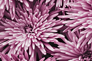 Spider Mum Blooms Photo