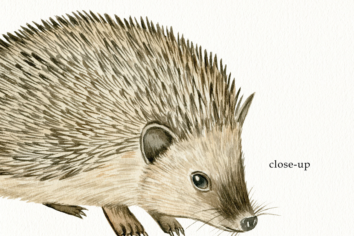 Watercolor Forest Animals Clipart, a Graphic by svetodesign (Photo 8 of 12)