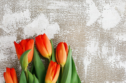 Redyellow tulips on a light background spring  poster with free text space