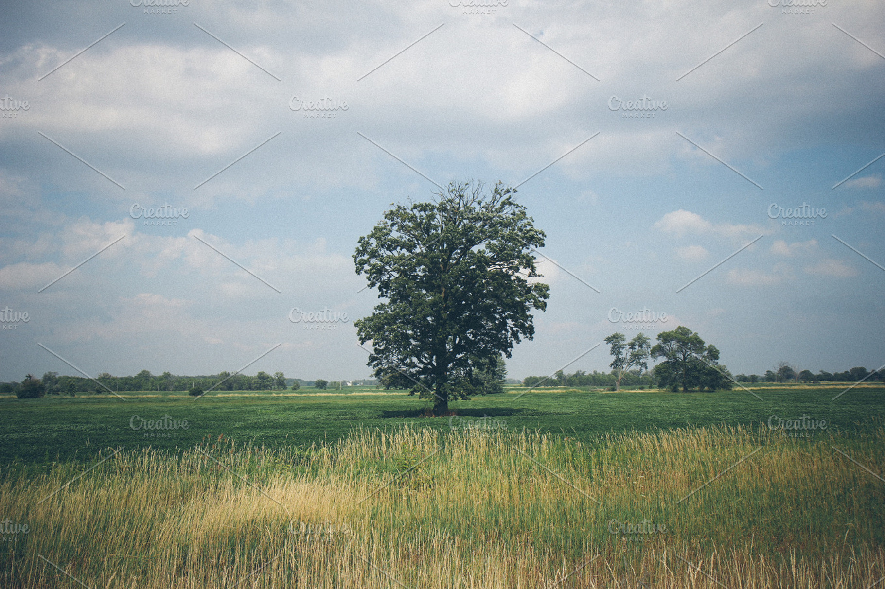 Large Tree In Field With Hay