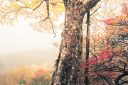Japan Alpine Autumn & Misty Forests, a Nature Photo by Silent Nature (Thumbnail 3 of 5)
