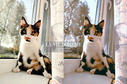 La Vie Boheme | Lightroom Preset, a Preset Add-On by Mirelyn (Thumbnail 9 of 16)