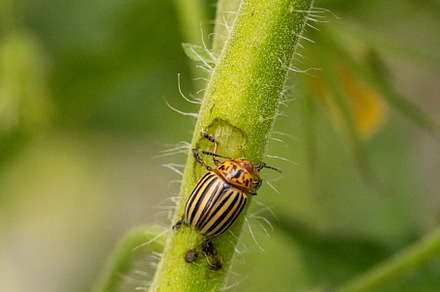 Colorado potato beetle