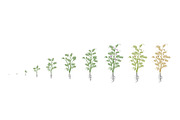 Vegetable growth stages pack, a Food Illustration by Ilia Design (Thumbnail 2 of 9)