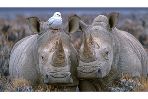 Uganda is home to the endangered, an Animal Photo by ZinetroN