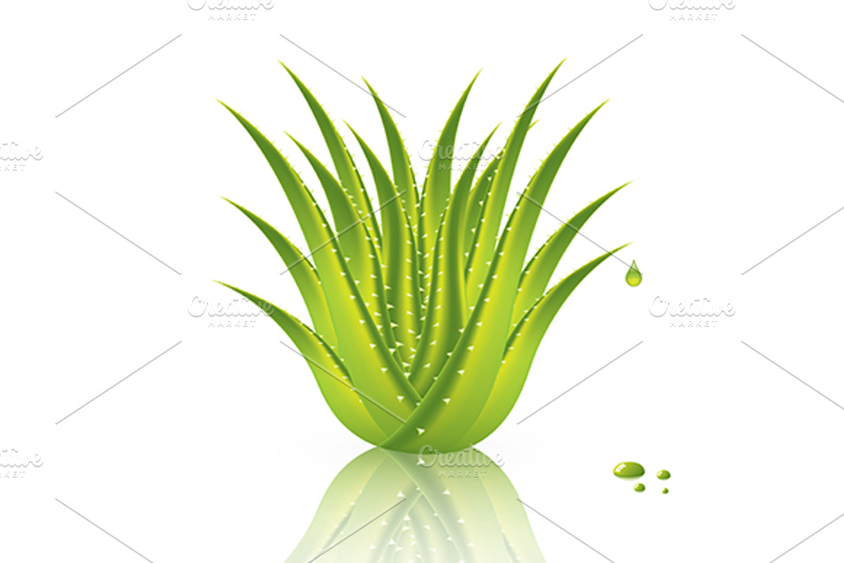 Aloe Vera, a Healthcare Illustration by gigello