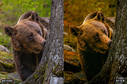 Misty Autumn Forest Presets, a Preset Add-On by AAA Presets (Thumbnail 4 of 13)