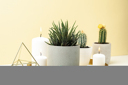 Succulent plants and candles on white table. Houseplants, a Nature Photo by AtlasStudio