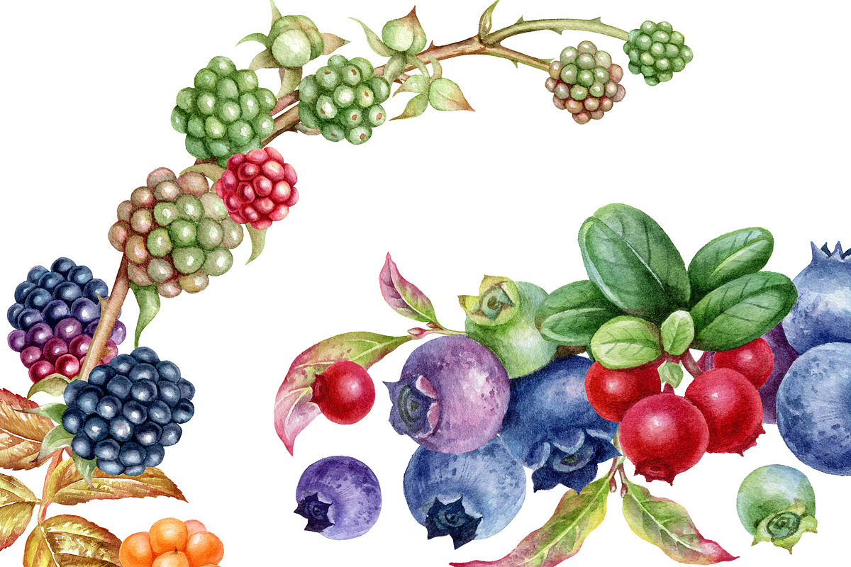 Watercolor berries clip art., a Food Illustration by Mary (Photo 4 of 4)