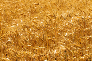 Detailed view of a golden wheat field with ripe ears swaying in, a Nature Photo by Ales Munt