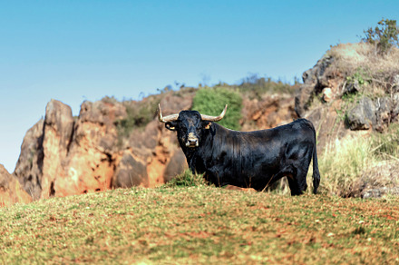 Portrait of a bull with big horns in, an Animal Photo by Perpis