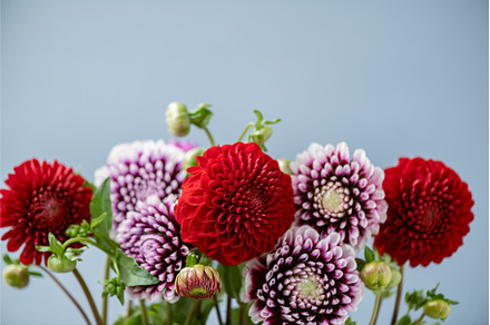 Geranium Featuring Nature Flower And Flora preview 2