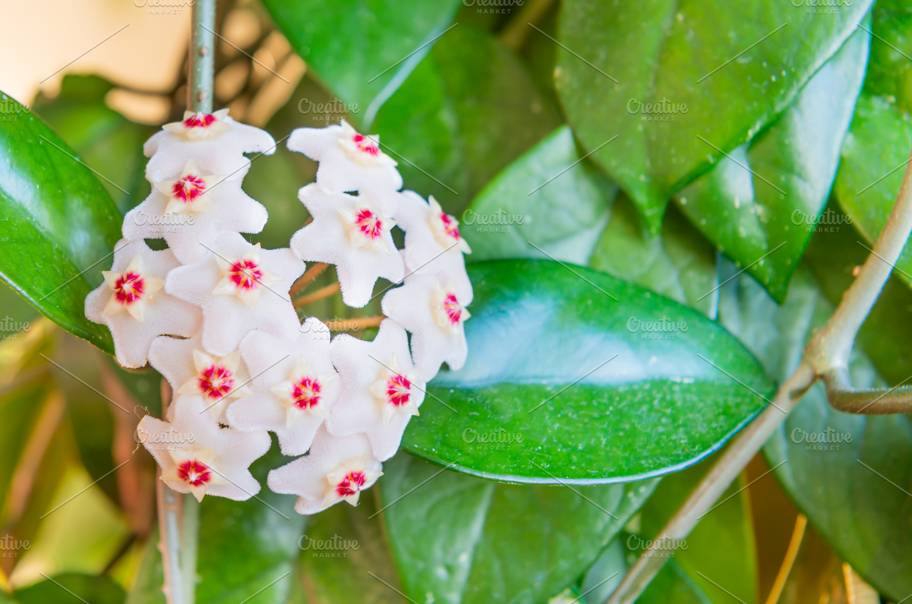 White flowers on green house plant, a Nature Photo by Vapi