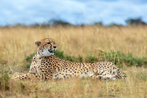 Wild african cheetah, beautiful mammal animal. Africa, Kenya, an Animal Photo by Byrdyak