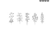 Plant Growth Stages, an Education Illustration by Ilia Design (Thumbnail 8 of 11)