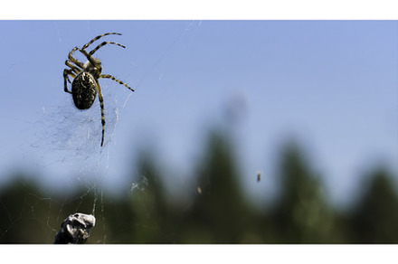 Cose up of hunting spider trying, an Animal Photo by Media Whale Stock