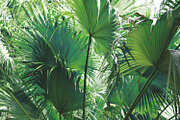 Tropic | Tropical Green Photo Bundle, a Nature Photo by MDSN Design (Thumbnail 9 of 16)