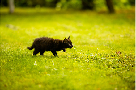 The black cat sneaks on the grass, an Animal Photo by oksix