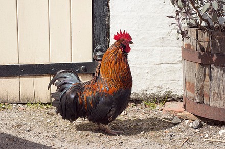 Rooster at a farm