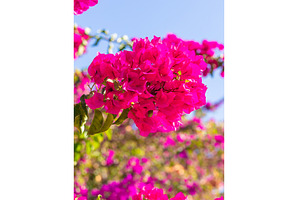 Bougainvillea flowers bloom