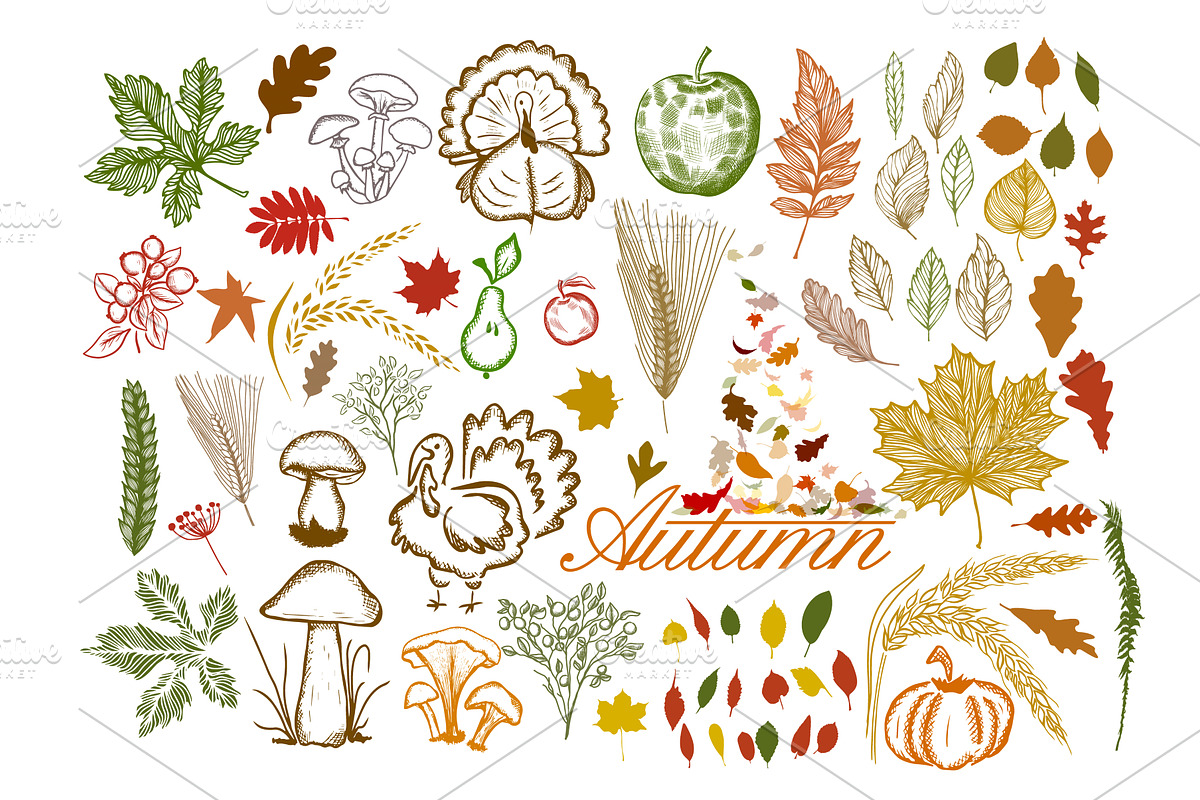 Set of autumn elements. hand drawn, an Object Illustration by Nenahliadava Design
