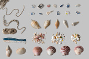 Shells png collection Photo clip art, an Object Graphic by wings of design (Thumbnail 3 of 5)