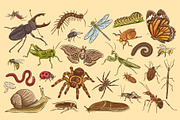 Insects Illustrations, an Object Graphic by DesignerCandies (Thumbnail 4 of 4)