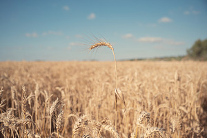 Wheat stalks yield nature stock photograph