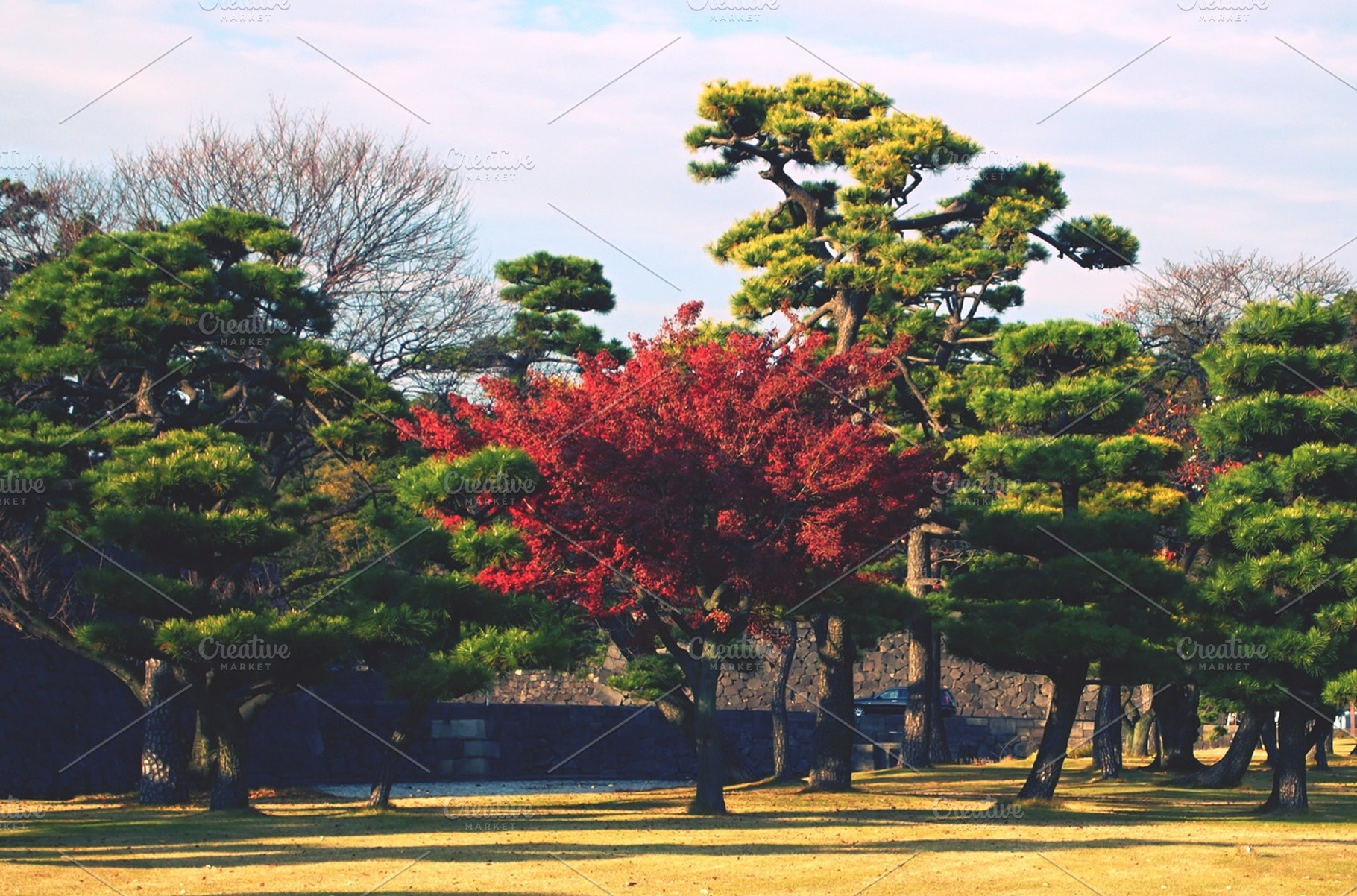 Red Tree