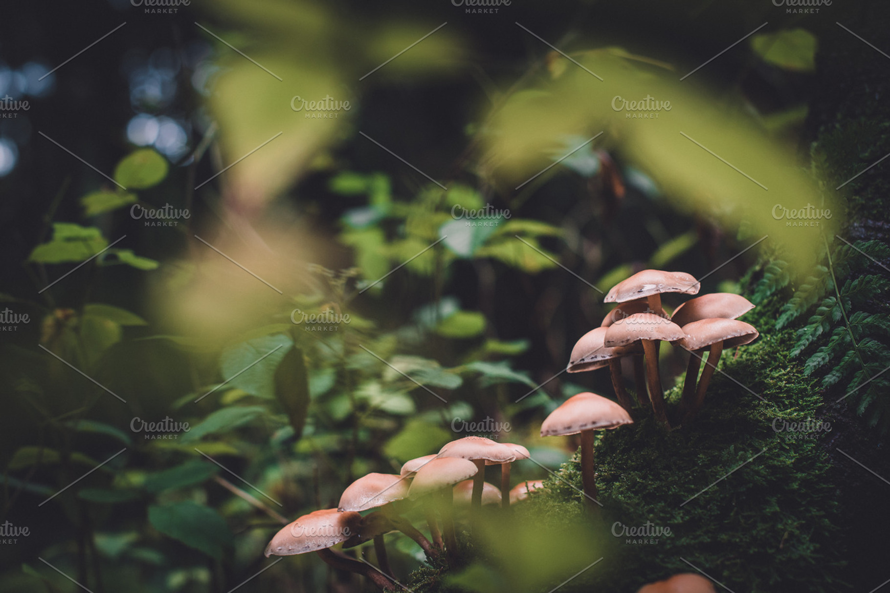 Leaves and mushrooms in the forest stock photo containing autumn and, a Nature Photo by PhotoMarket
