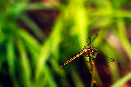 Dragonfly stock photo