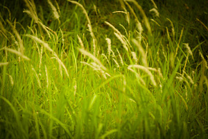 Green Weeds