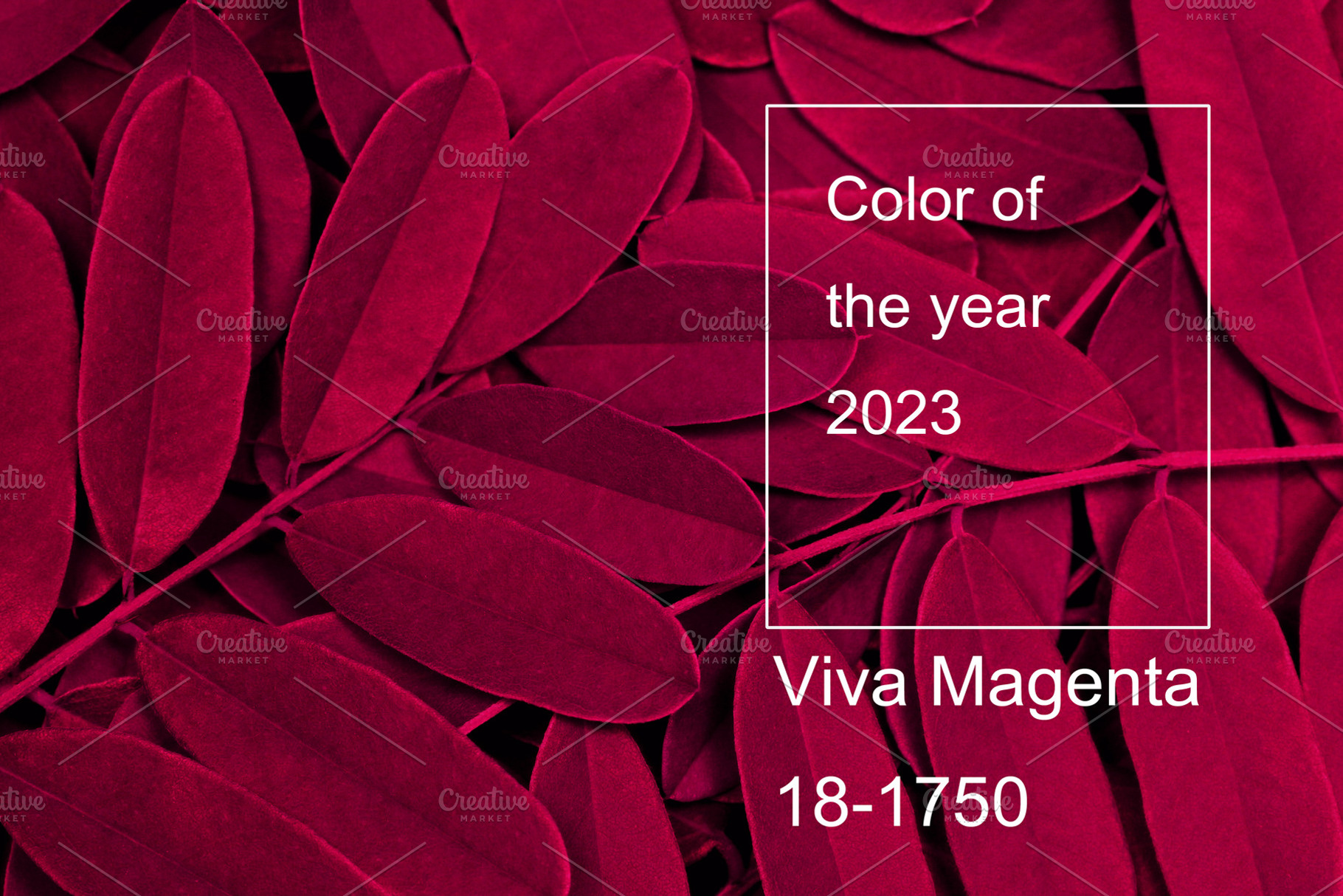 Viva magenta color of the year 2023. Background with dark leaves, fresh flat ba, an Arts & Entertainment Photo by Detriana