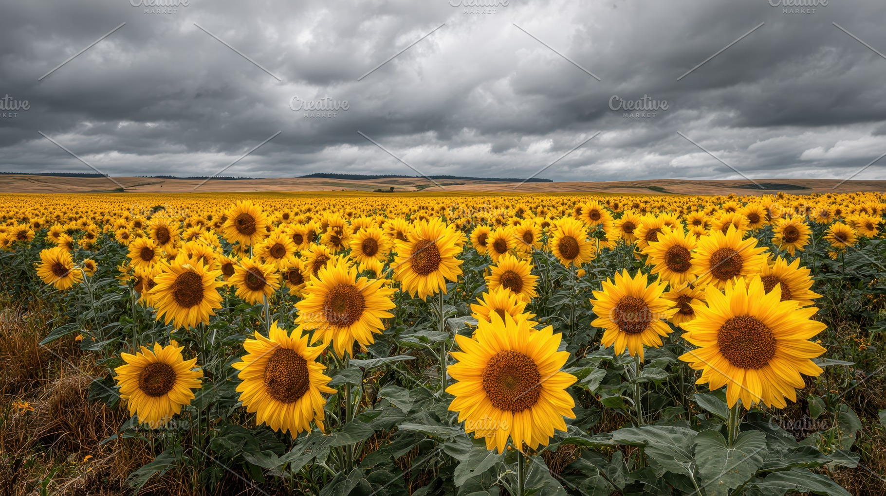 Sunflower field under dramatic sky v, a Photo by Pixeness Studio