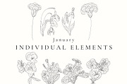 Birth Month Flowers SVG - PNG, a Decorative Illustration by AW Studios (Thumbnail 2 of 11)
