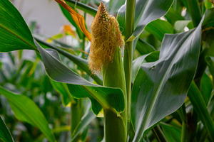 Fresh Corn on the Cob Plant, a Nature Photo by Ales Munt