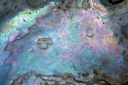 Abalone shell stock photo iridescent
