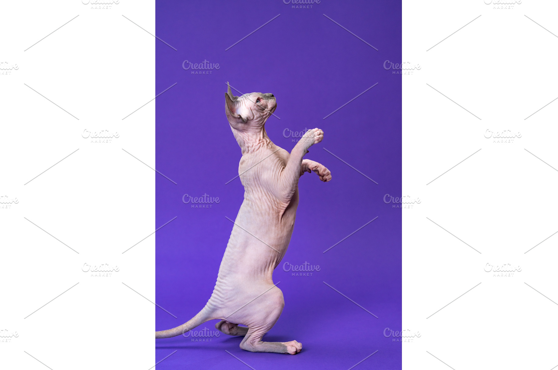 Cute kitten standing on rear paws, an Animal Photo by Alexander-Piragis
