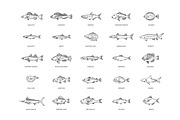 Marine and Ocean Fish Types, an Outline Icon by Tettygreen (Thumbnail 1 of 2)