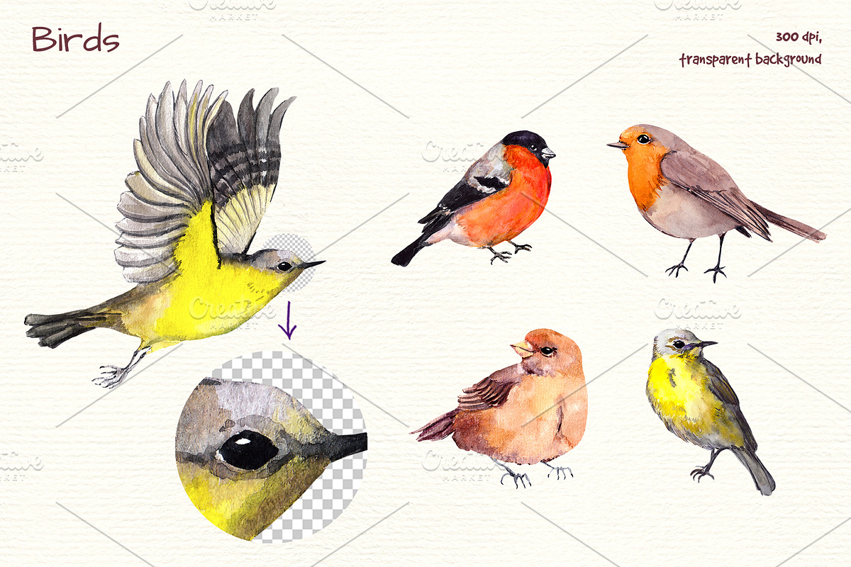 Birds watercolor clipart, an Illustration by Where summer is (Photo 2 of 4)