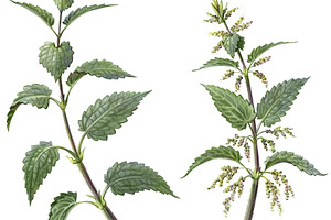 Nettle Pencil Illustration Isolated