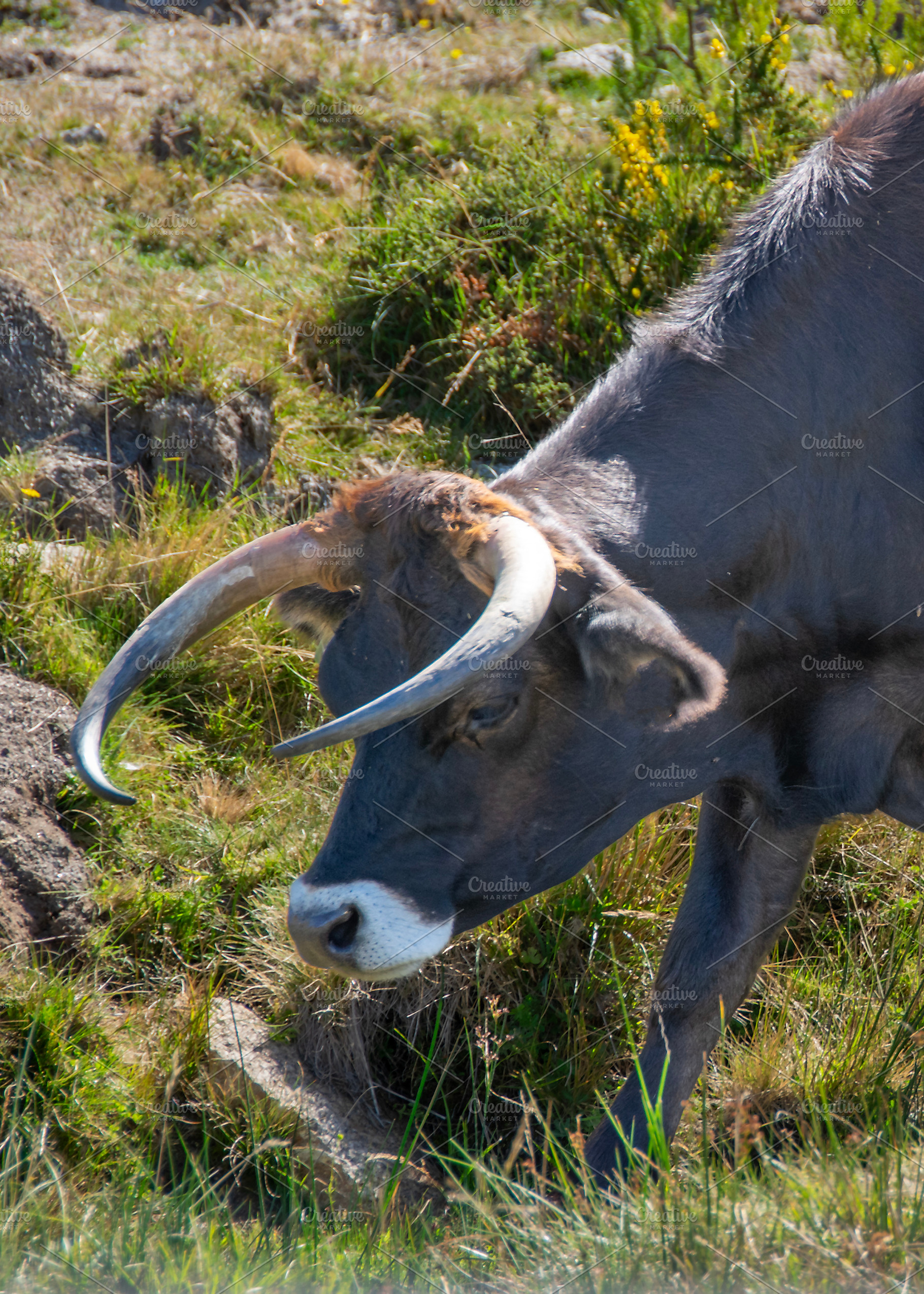 Black bull grazing alone at countryside environment, an Animal Photo by DanFLCreativo