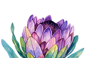 South African Flowers, a Decorative Illustration by Karliefie (Thumbnail 4 of 5)