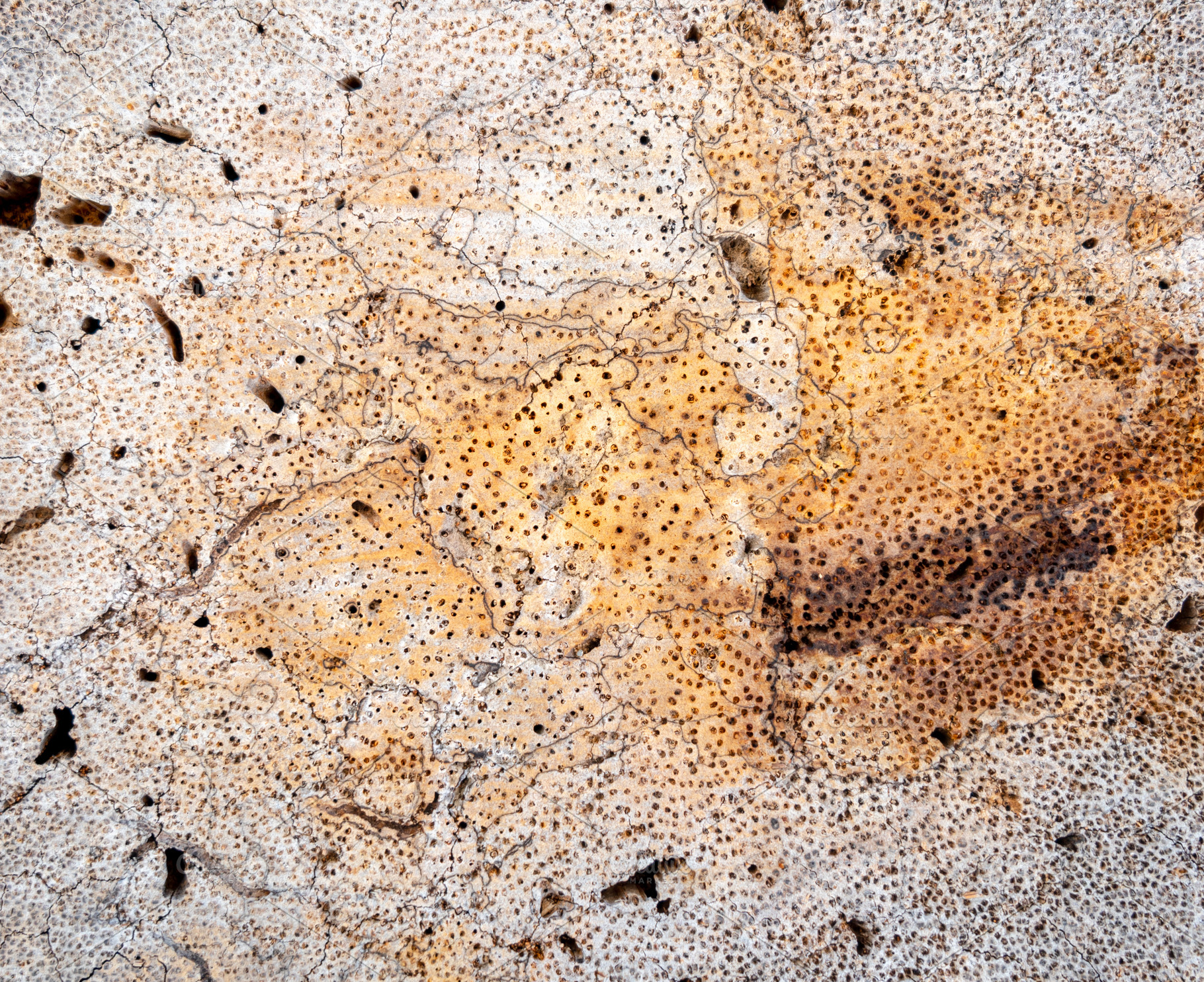 Detailed coconut wood texture with natural cracks and patterns, a Background Photo by GoodGoods