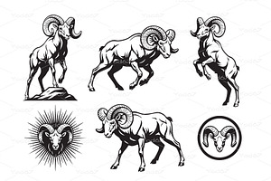 Rams with large curled horns