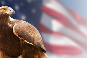 Eagle in Front of The American Flag, a Photo by Andy Dean Photography