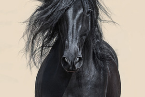 Black Andalusian Horse
