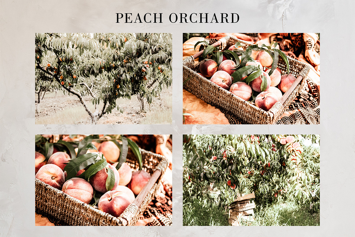Peach Orchard, a Photo by savvy graphics & stock (Photo 2 of 2)