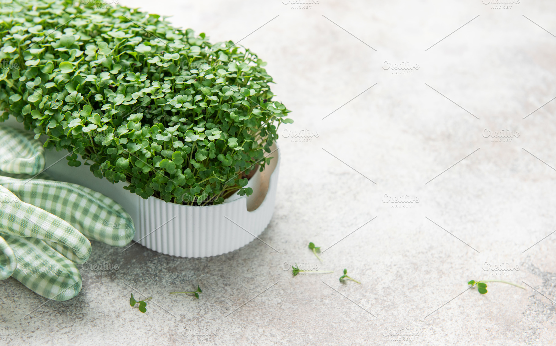 Microgreens growing in container with gardening gloves, a Food & Drink Photo by Olena Rudo
