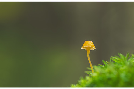 A vibrant little mushroom with empty, a Nature Photo by Lukas Jonaitis SHOP